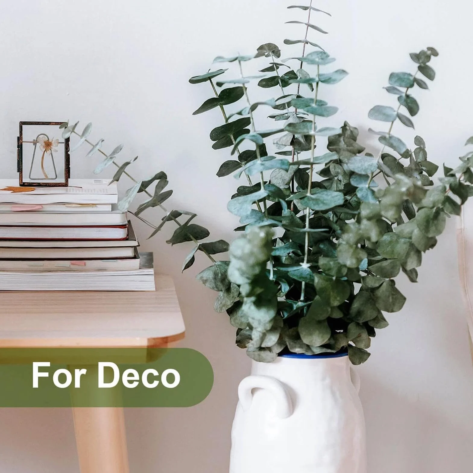 Eucalyptus sec 10 tiges pour salle de bain parfum rafraîchissant