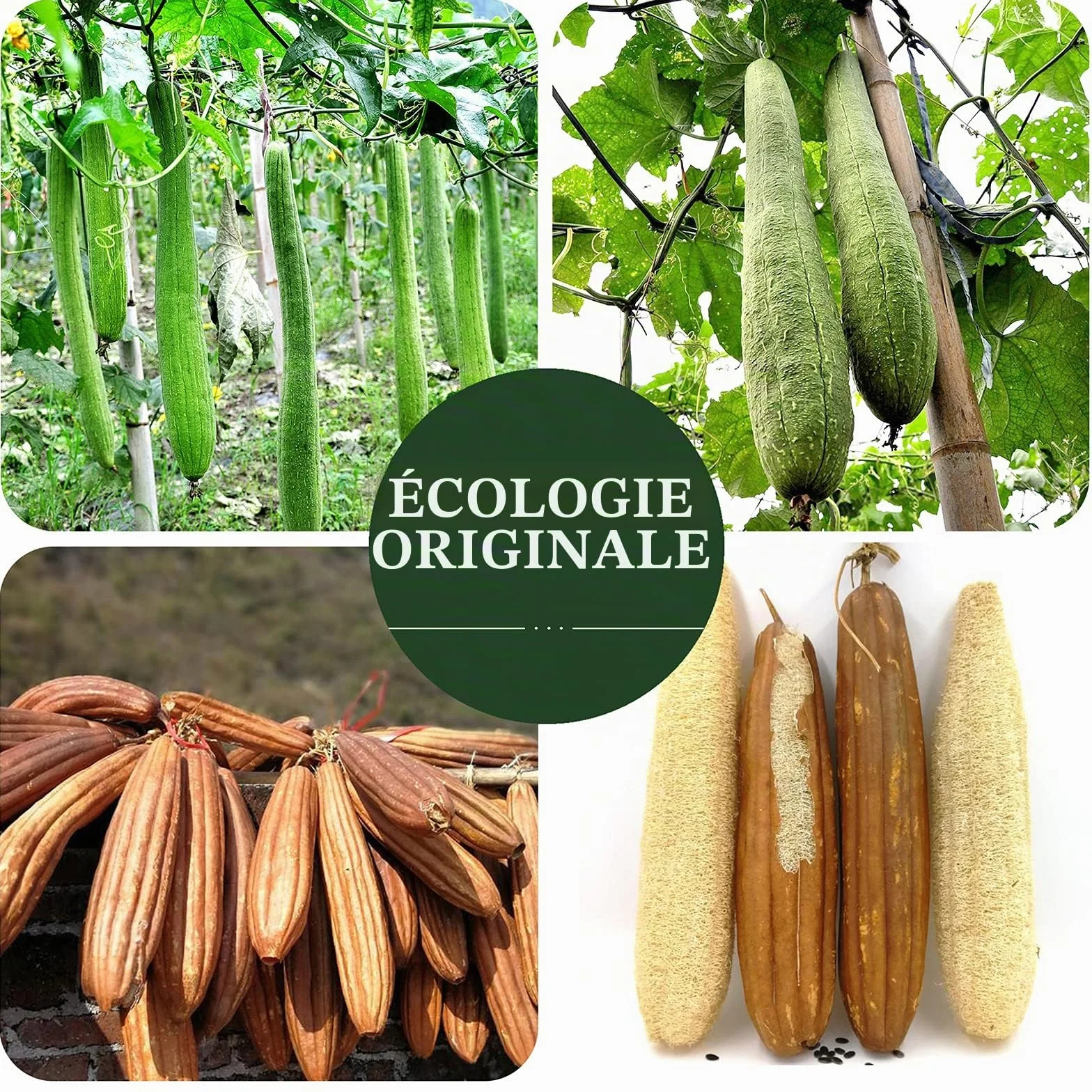 Éponge naturelle de luffa exfoliante pour le corps, paquet de 2, fibres végétales, beige