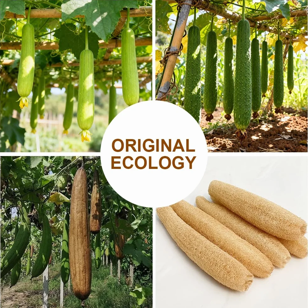 AOOWU Éponge Loofah Naturel 4PCS Luffa Back Scrubber pour Corps Bain