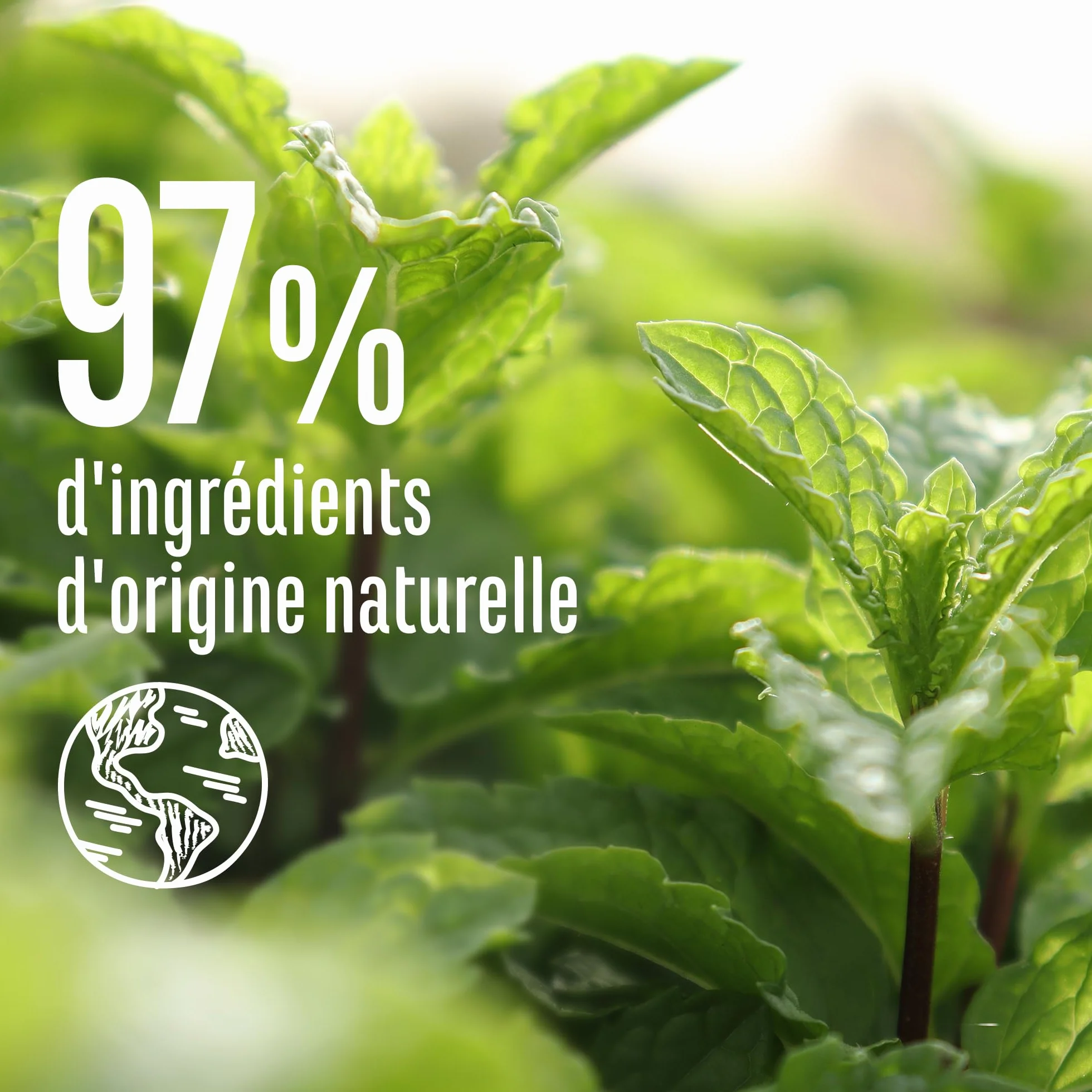 Le Petit Marseillais Shampooing Anti-Pelliculaire Menthe Bio & Huiles Essentielles 250 ml