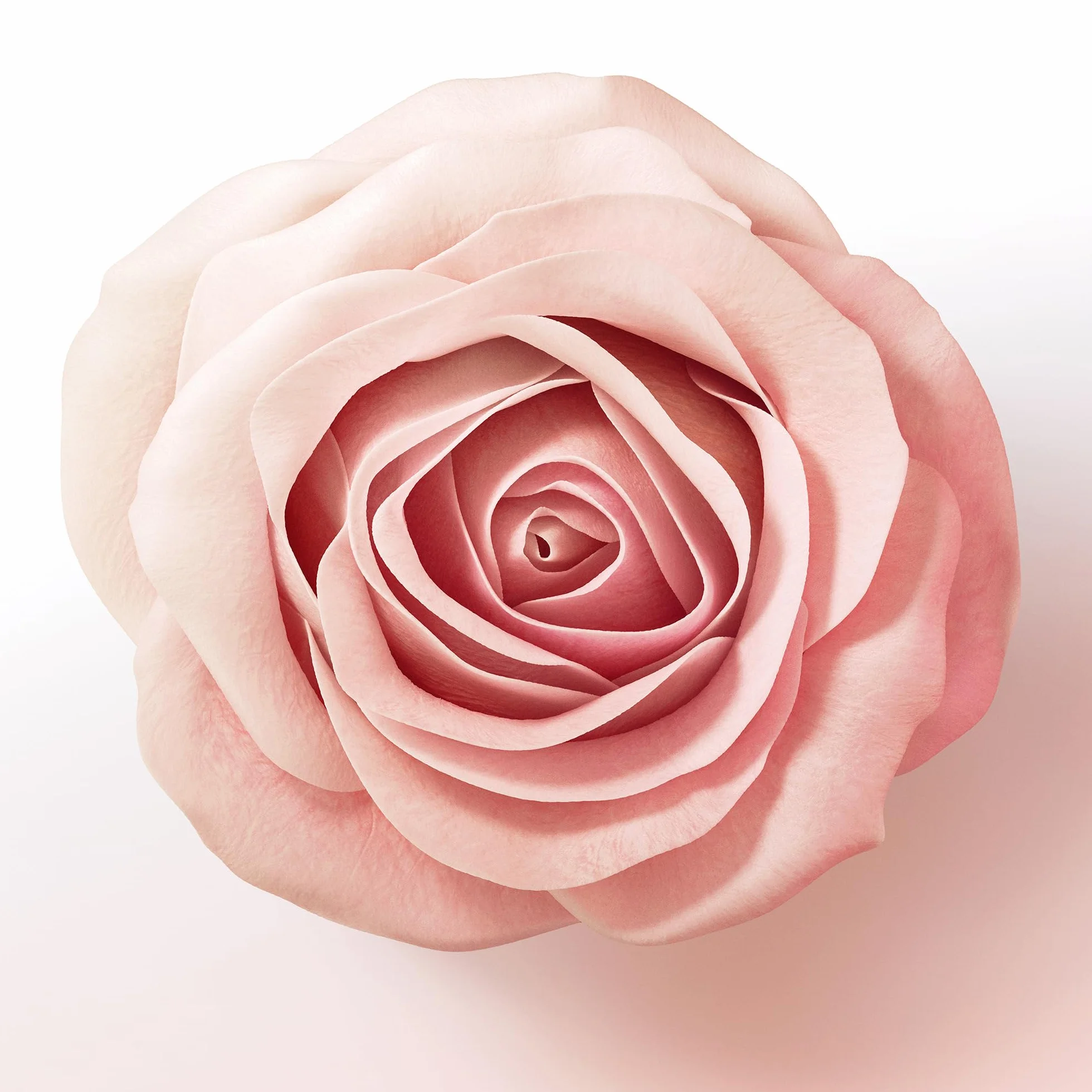 Pantene Après-shampoing Épaississant Biotine Eau De Rose Lift Volume XL Pompe 1000 ml