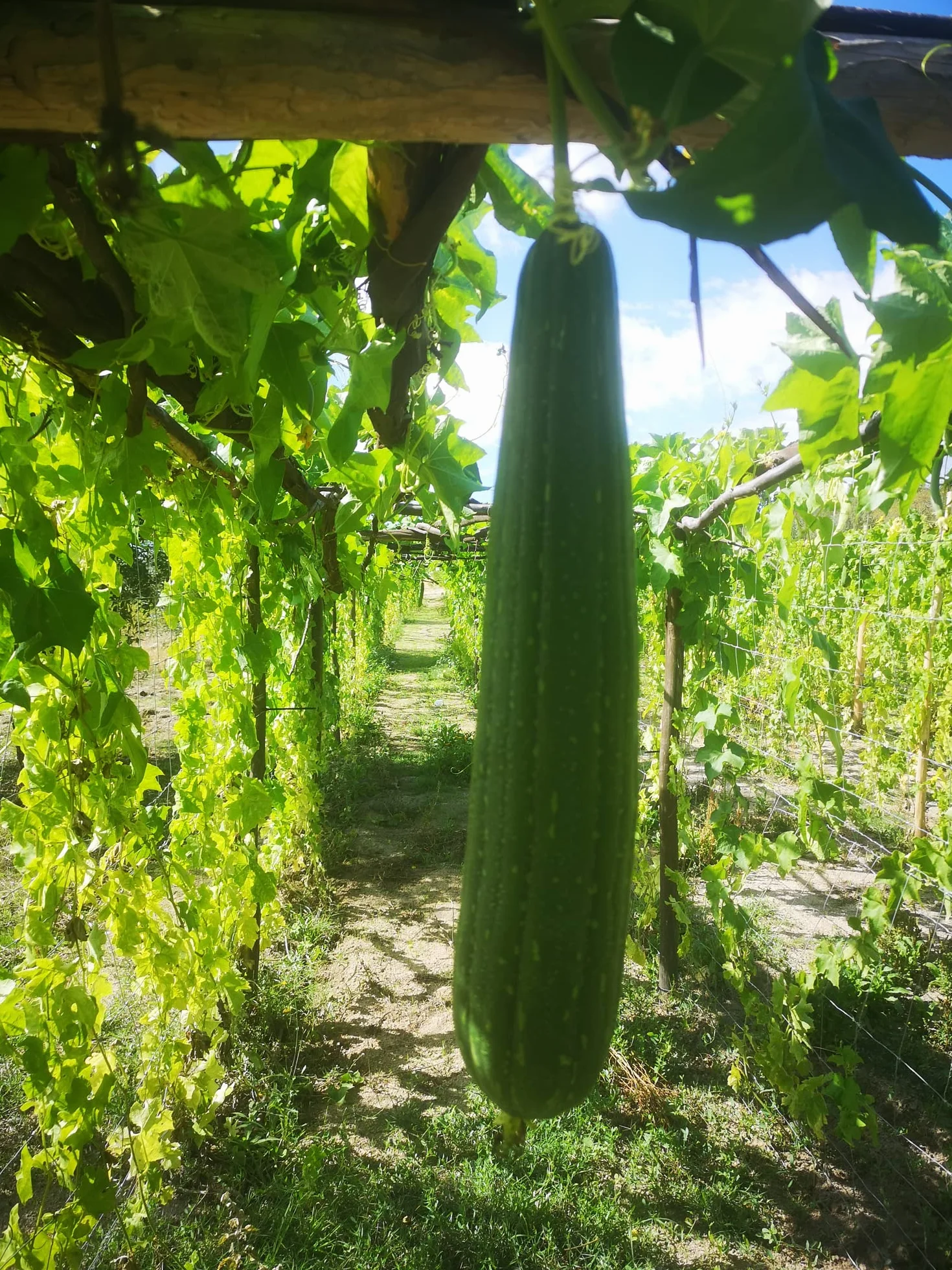 Semences de Luffa BIO, éponge végétale - 25 graines