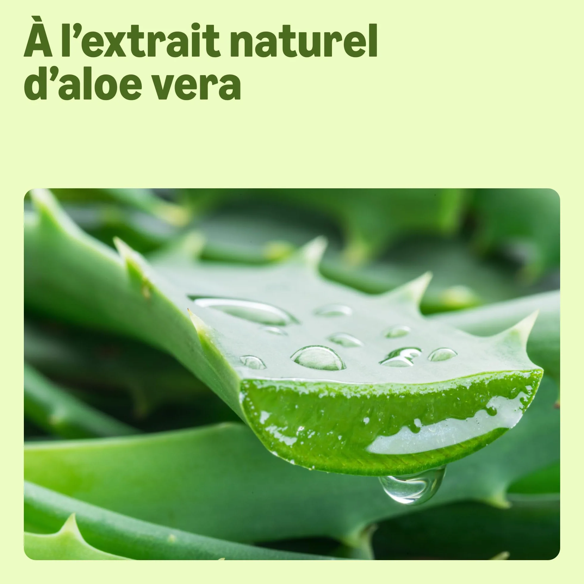 Savon pour les mains Aloe Vera 2 x 1000ml