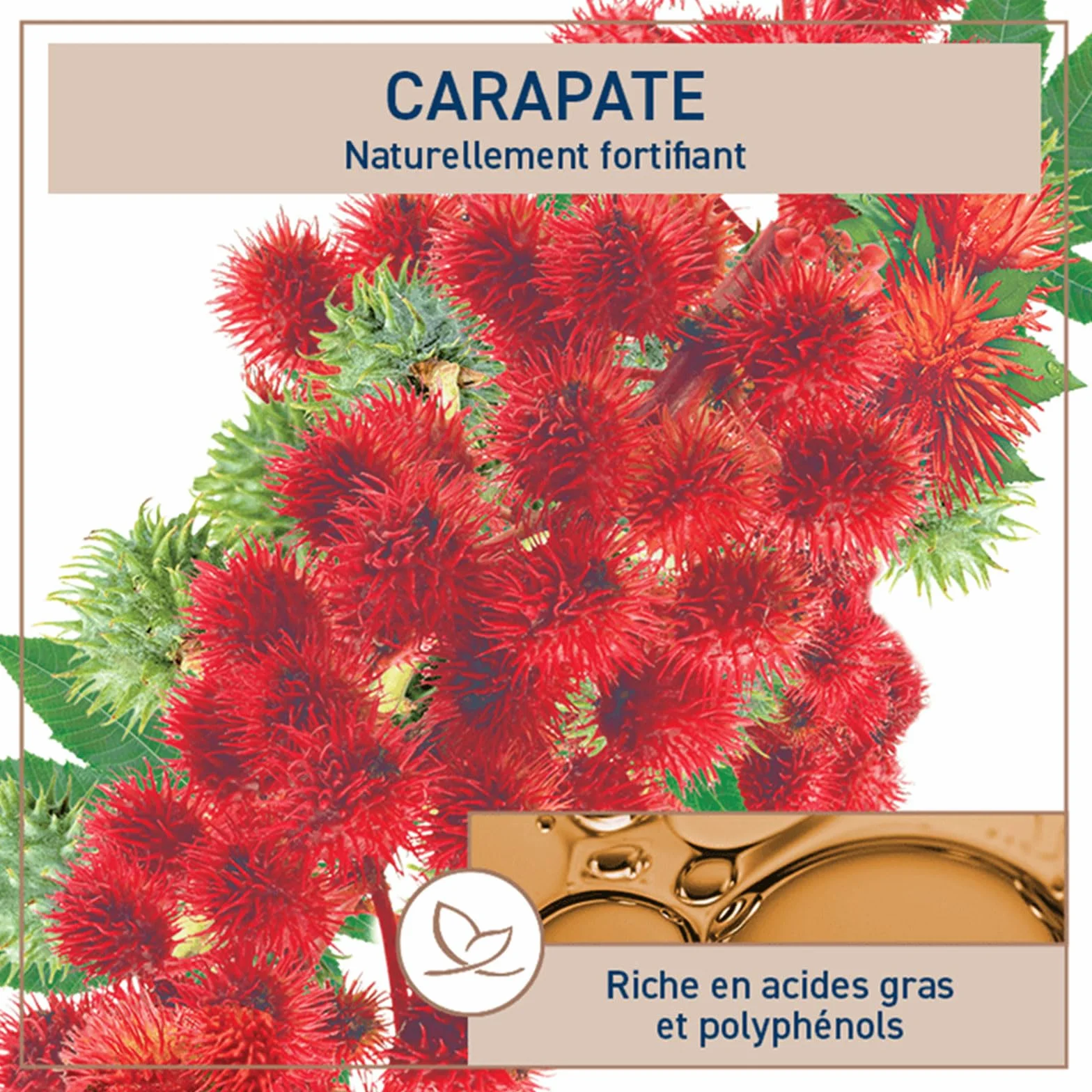 Natessance Huile Carapate Ricin Noire 100ml