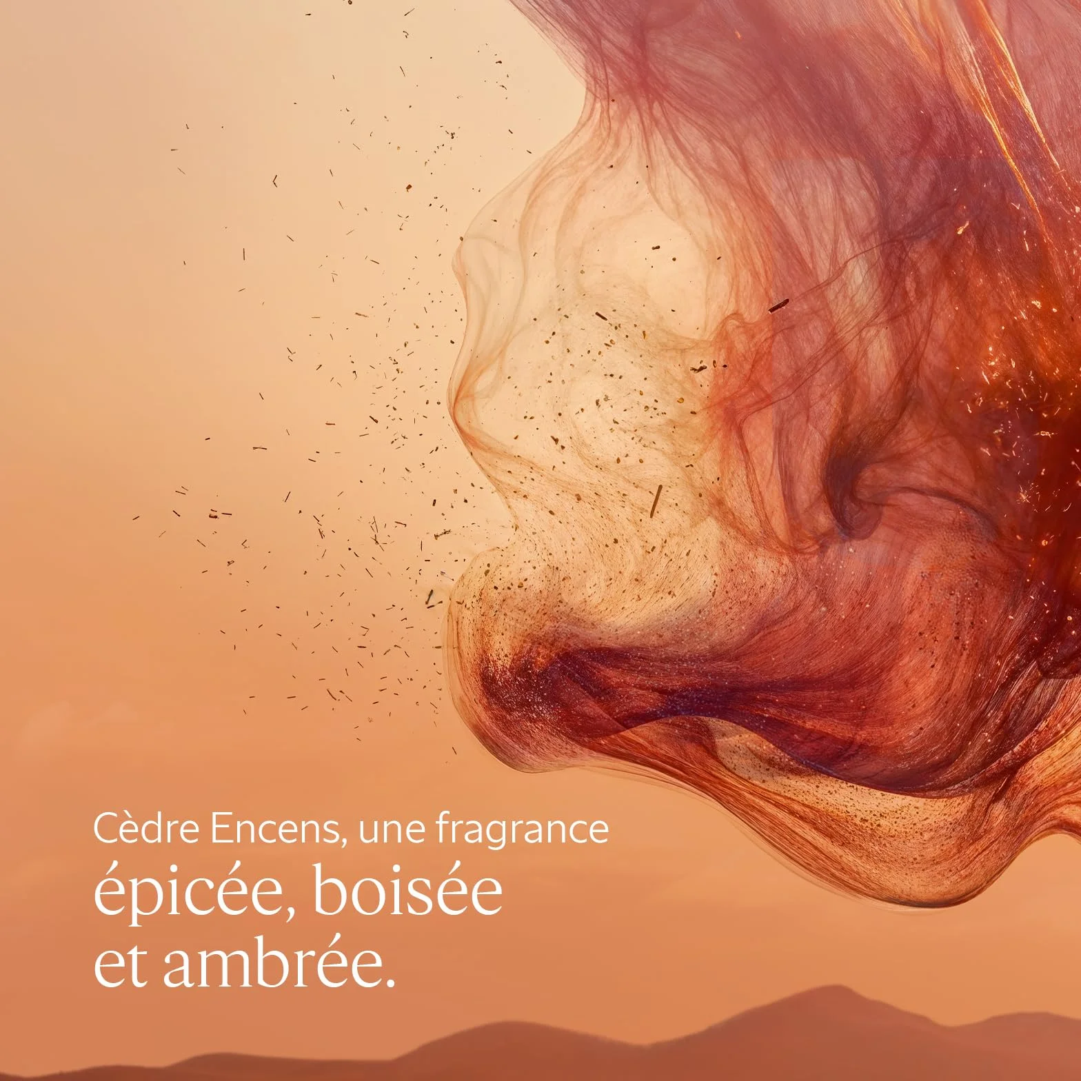 L'OCCITANE Gel Douche Cèdre Encens 250 ml Notes épicées boisées ambrées Fabriqué en France