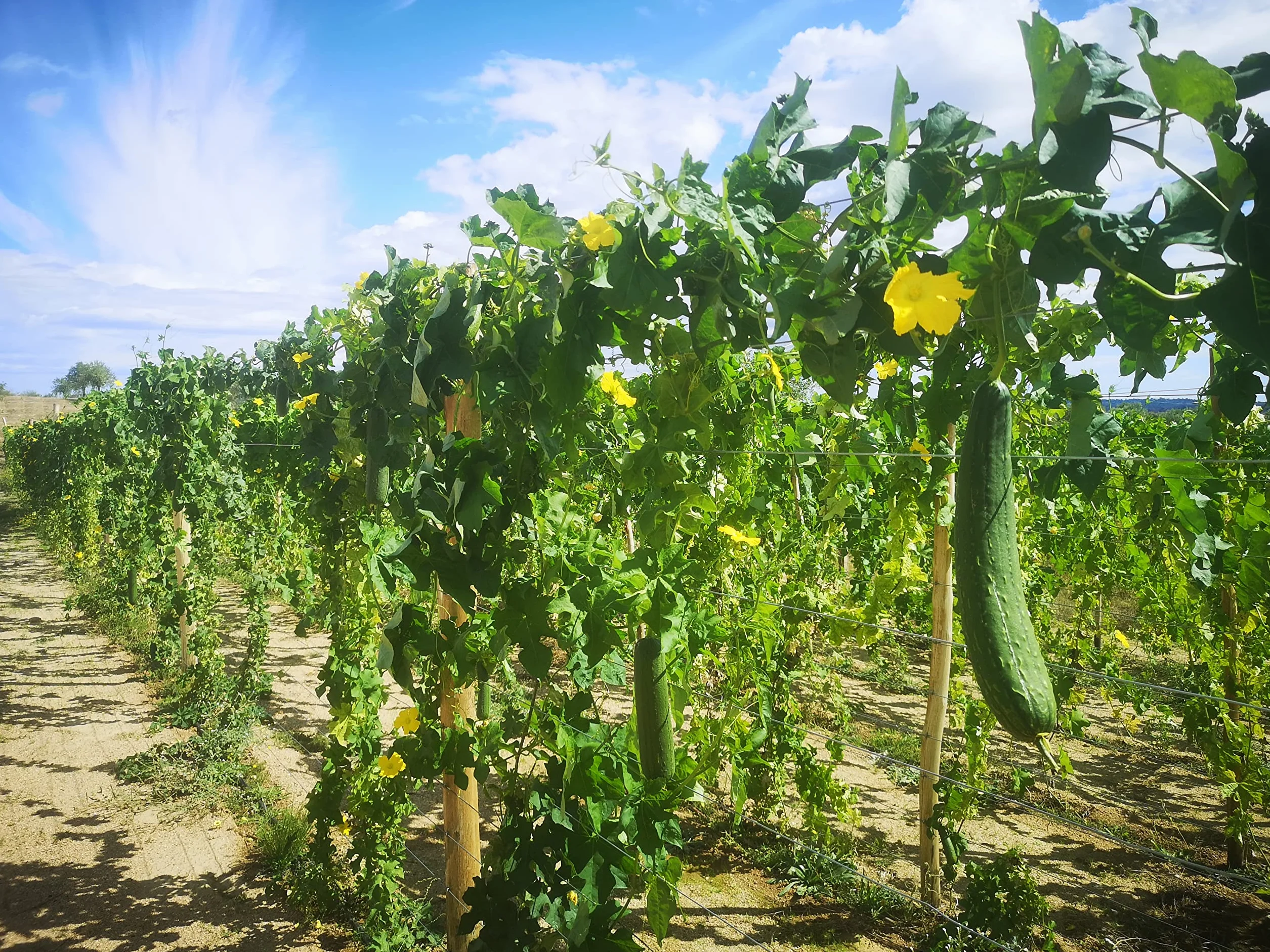Semences de Luffa BIO, éponge végétale - 25 graines