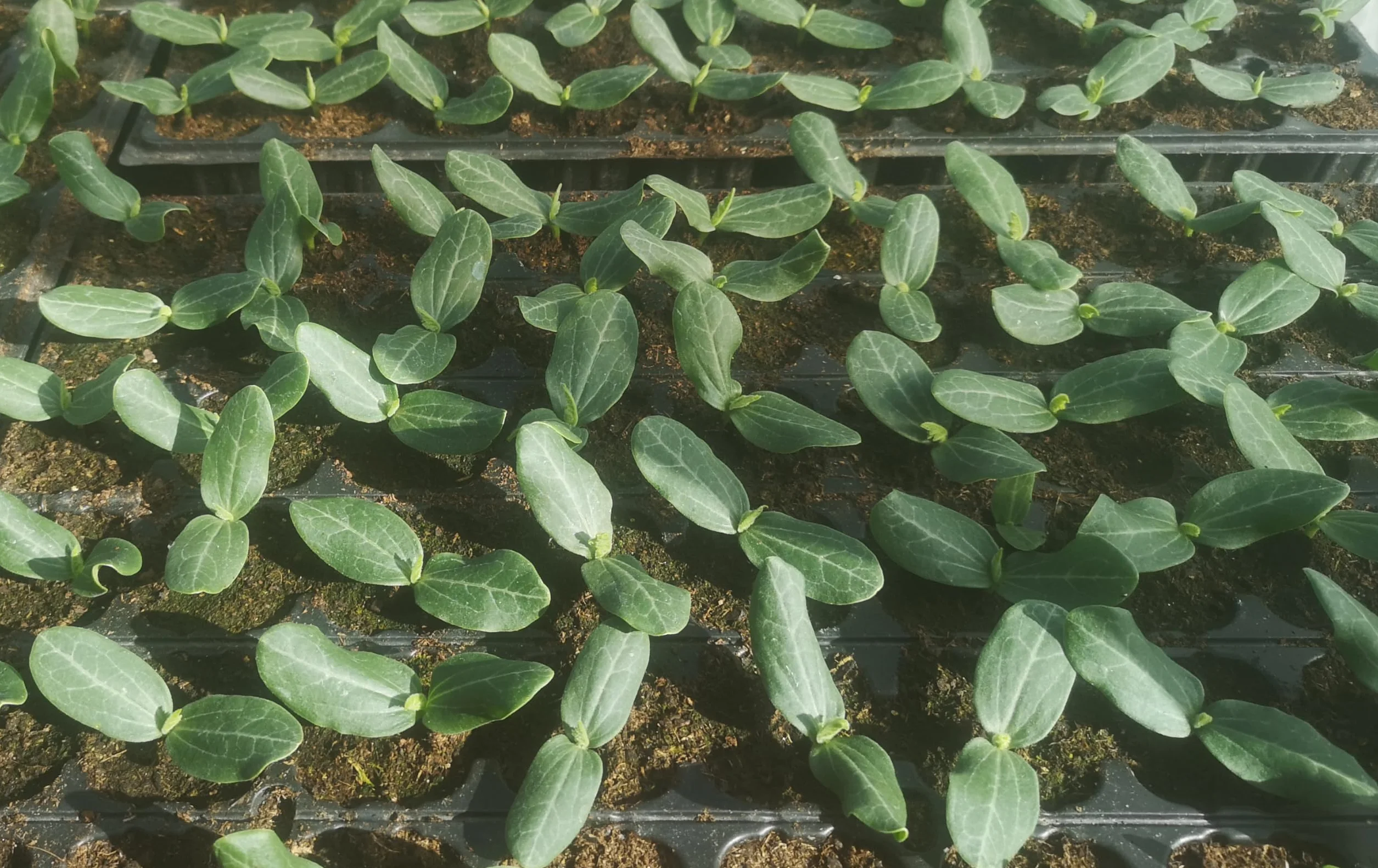 Semences de Luffa BIO, éponge végétale - 25 graines