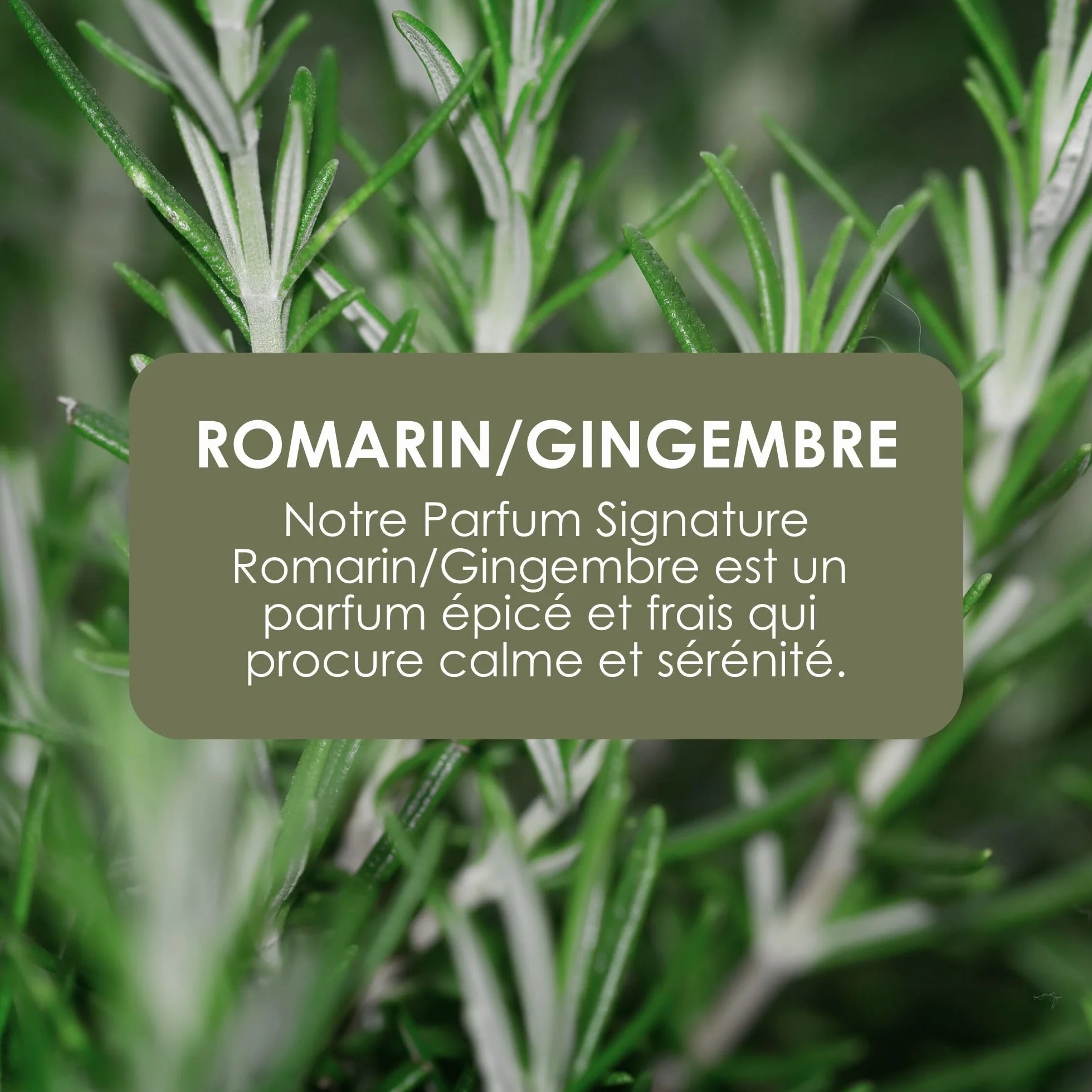 Jean & Len Hand & Body Wash Rosemary et Ginger éco-recharge 1,5 L savon liquide sans silicones parabènes